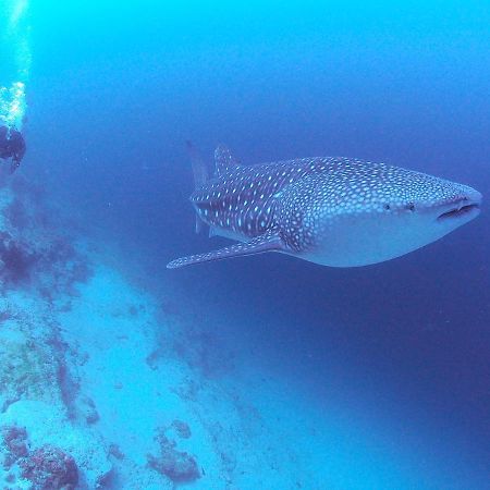 Hotel Unwind Dhigurah Dhigurah  Esterno foto