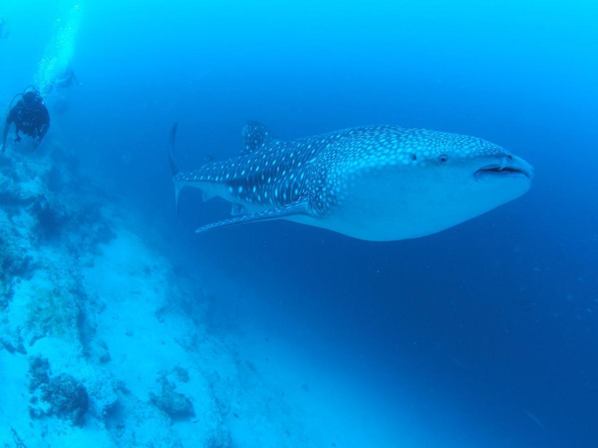 Hotel Unwind Dhigurah Dhigurah  Esterno foto